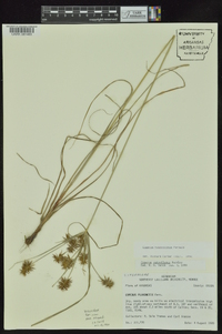 Cyperus hystricinus image