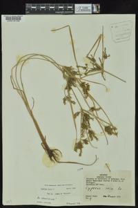 Cyperus iria image