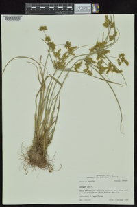 Cyperus iria image