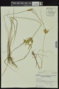 Cyperus iria image