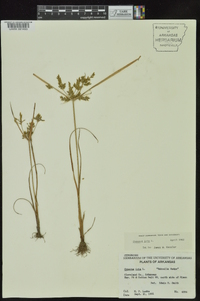 Cyperus iria image