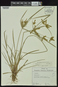 Cyperus iria image