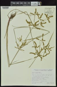 Cyperus iria image