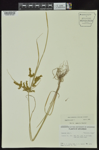 Cyperus iria image