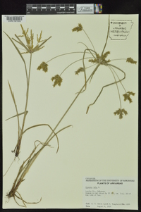 Cyperus iria image