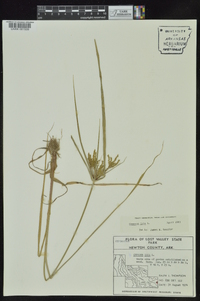 Cyperus iria image