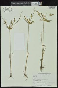 Cyperus iria image