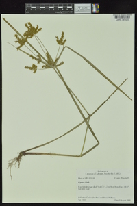 Cyperus iria image