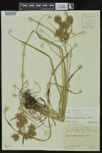 Cyperus lancastriensis image