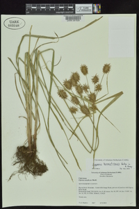 Cyperus lancastriensis image