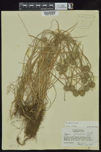 Cyperus filiculmis image