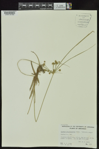 Cyperus pseudovegetus image