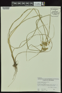 Cyperus pseudovegetus image