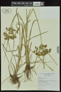 Cyperus pseudovegetus image