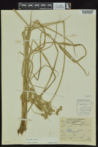 Cyperus pseudovegetus image