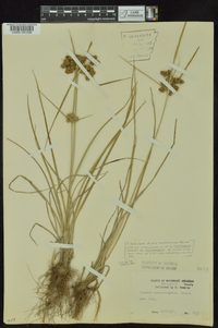 Cyperus pseudovegetus image