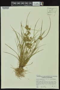 Cyperus pseudovegetus image