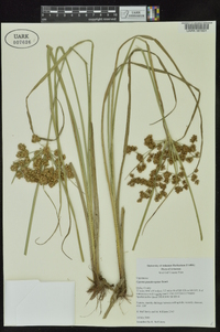 Cyperus pseudovegetus image