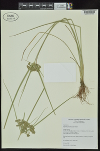 Cyperus pseudovegetus image