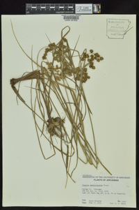 Cyperus pseudovegetus image