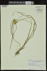 Cyperus pseudovegetus image