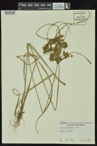 Cyperus pseudovegetus image