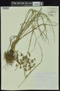 Cyperus pseudovegetus image