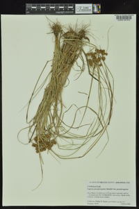 Cyperus pseudovegetus image