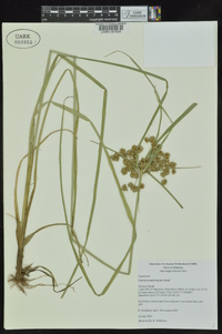 Cyperus pseudovegetus image