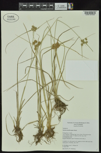 Cyperus pseudovegetus image