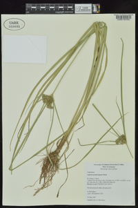 Cyperus pseudovegetus image