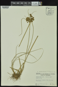 Cyperus pseudovegetus image