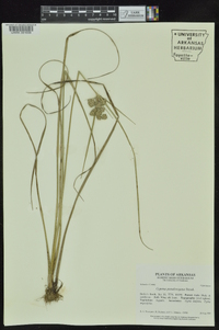 Cyperus pseudovegetus image