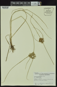 Cyperus pseudovegetus var. pseudovegetus image