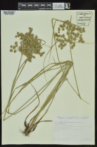 Cyperus pseudovegetus image