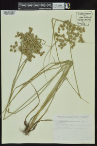 Cyperus pseudovegetus var. pseudovegetus image