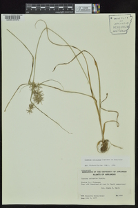 Cyperus refractus image
