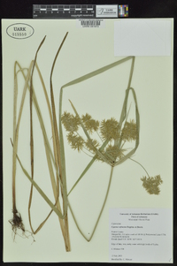 Cyperus refractus image