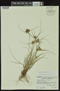 Cyperus retroflexus image