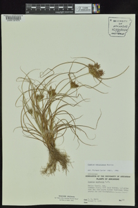 Cyperus retroflexus image