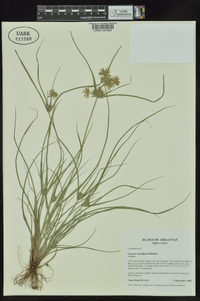 Cyperus retroflexus image