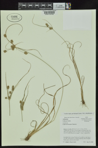 Cyperus retrorsus image