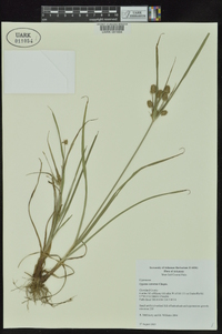 Cyperus retrorsus image