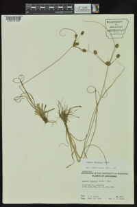 Cyperus retrorsus image