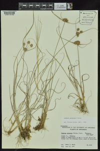 Cyperus retrorsus image