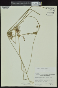 Cyperus retrorsus image