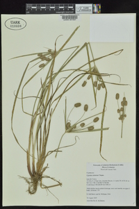 Cyperus retrorsus image