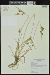 Cyperus retrorsus image