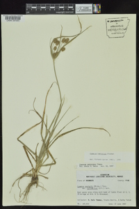Cyperus retrorsus image