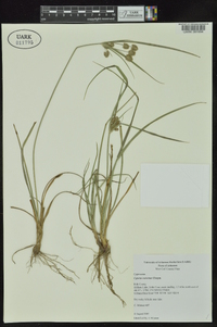 Cyperus retrorsus image